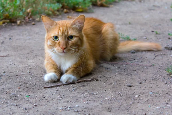 Mignon rouge sans-abri chat pose sur la piste — Photo