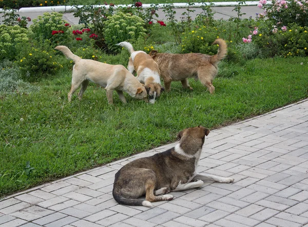 Rebanho de cães vadios no gramado da cidade — Fotografia de Stock