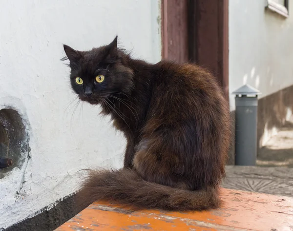 El gato de la casa negra se sienta en una silla —  Fotos de Stock