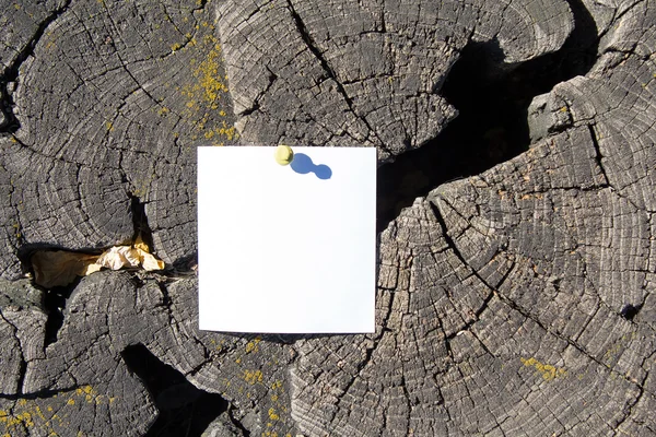 Hoja de papel en blanco en el viejo muñón agrietado — Foto de Stock