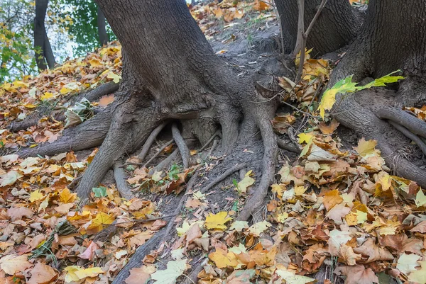 Дерево с корнями и желтыми листьями в осеннем парке — стоковое фото