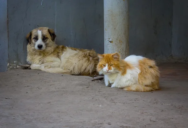 Homeless comrades, cat and dog — Stock Photo, Image