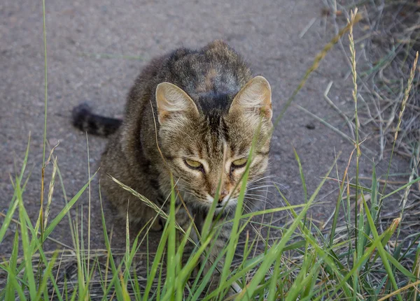 Chat gris sans abri se cachant dans l'herbe — Photo