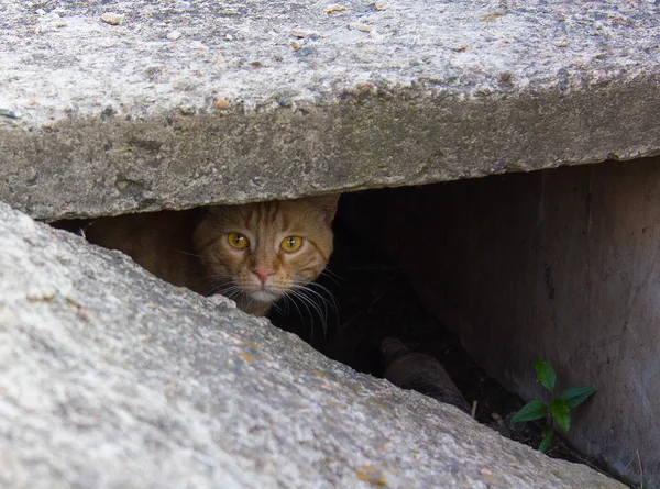 Gato rojo extraviado asomándose de la hendidura —  Fotos de Stock