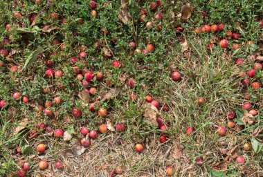 Yabani çilek, yeşil otlar, yapraklar kuru. Doğal arka plan