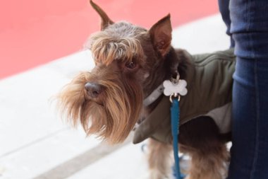 Miniature Schnauzer at the dog show. Dog