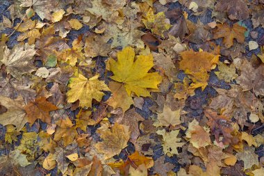Yere düşen sonbahar yaprakları. Doğal arka plan