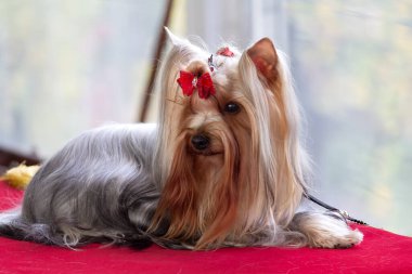 Yorkshire Teriyeri köpek gösterisine hazırlanıyor. Köpek.