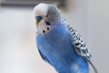 Blue budgerigar sitting on a cage close-up. Bird
