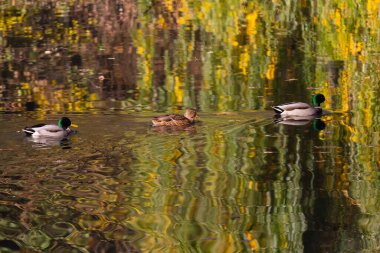 Autumn landscape, ducks on the lake. Nature