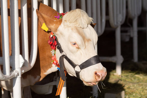 Purebred cows Fleckvieh in a stable on the farm. Agriculture