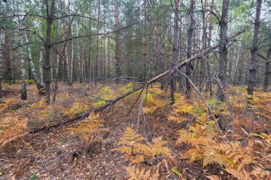 Old fallen tree in the autumn forest. Nature