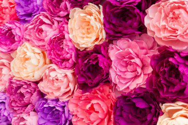 Beautiful multicolored peonies close-up. Flower background