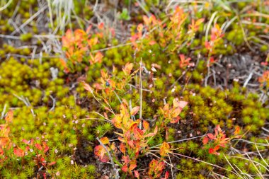 Karpatlar 'ın yaban mersini çalıları yakın plan. Doğa