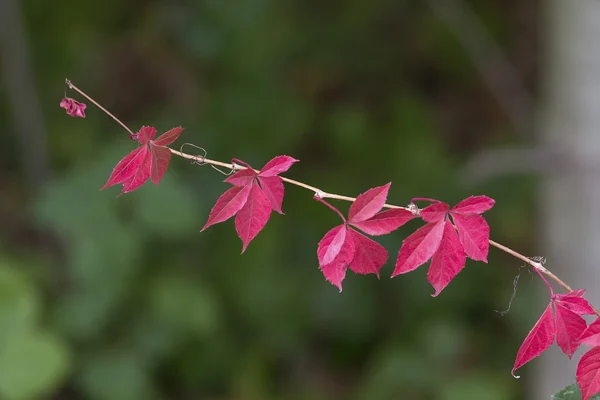 Ramoscello con foglie rosse da vicino — Foto Stock