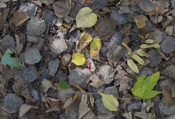 森の中の落ち葉は — ストック写真
