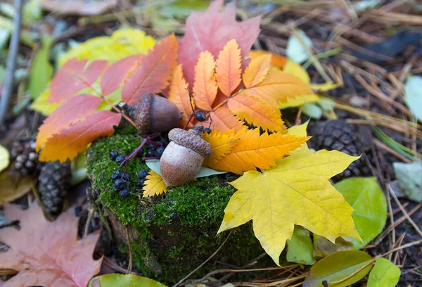 Hojas coloridas de otoño y bellotas. Fondo de otoño — Foto de Stock