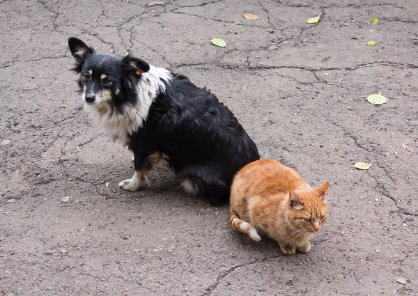 Bezdomny towarzysze, kot i pies — Zdjęcie stockowe