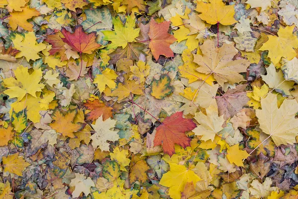 Foglie bagnate cadute sotto i piedi con gocce di pioggia in un autunno piovoso da — Foto Stock