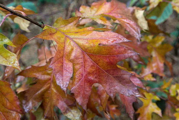Bagnato foglie colorate primo piano. Sfondo autunno — Foto Stock