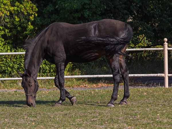 Czarny koń pastwiskowy oświetlony przez słońce na torze wyścigowym — Zdjęcie stockowe