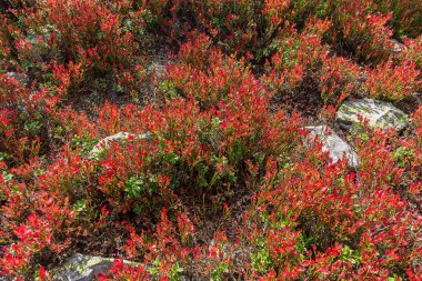 Yeşil gürgan yeşil yaprakları ve dağlarda yaban mersini
