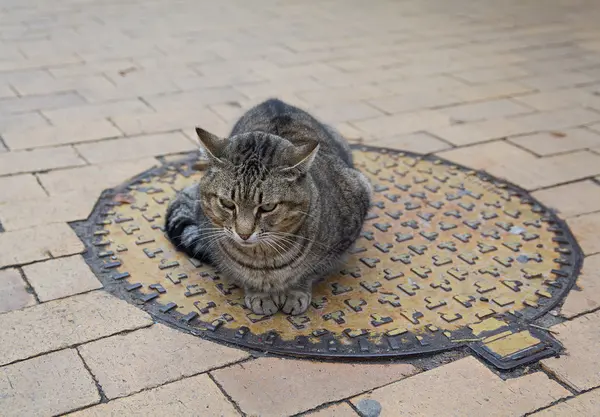 Gato gris sin hogar se sienta en una alcantarilla — Foto de Stock