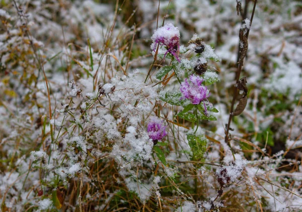 Kwiaty łąki pokryte śniegiem. Natura i pory roku — Zdjęcie stockowe