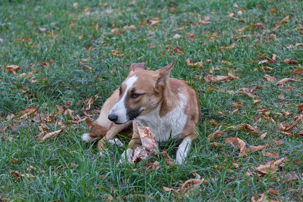 Сором'язлива собака лежить на траві є залишки — стокове фото