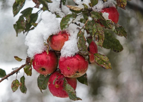 Red apples under the snow in the garden — Stock Photo, Image