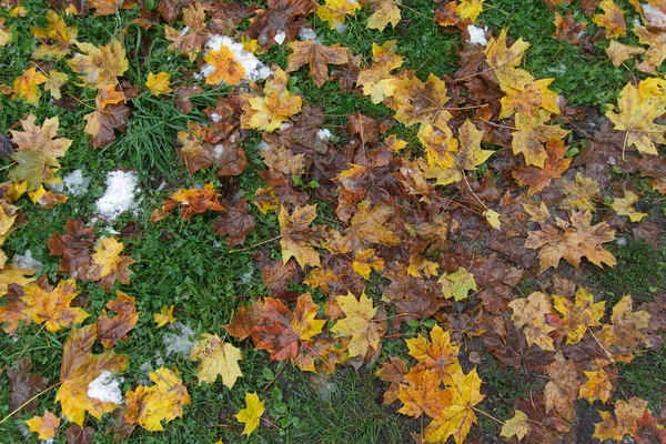 Hojas amarillas caídas, hierba verde y nieve. Fuera de temporada —  Fotos de Stock