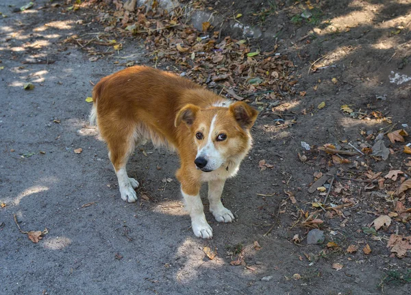 Perro sin hogar de aspecto incrédulo rojo. Mascotas —  Fotos de Stock
