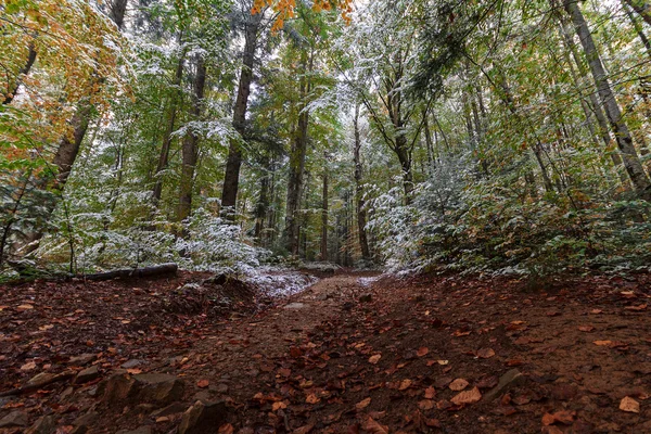 Sendero en el bosque de otoño cubierto de nieve. Naturaleza — Foto de Stock
