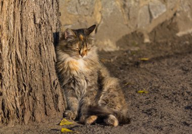 Evsiz kedi sonbahar güneş ışınlarının tadını çıkarma