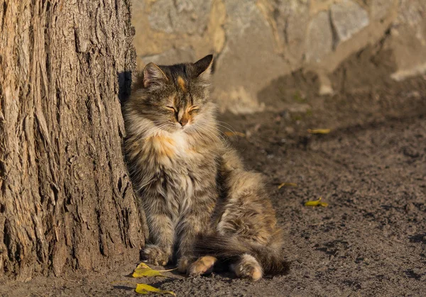 Homeless cat basking in the rays of the autumn sun — Stock Photo, Image