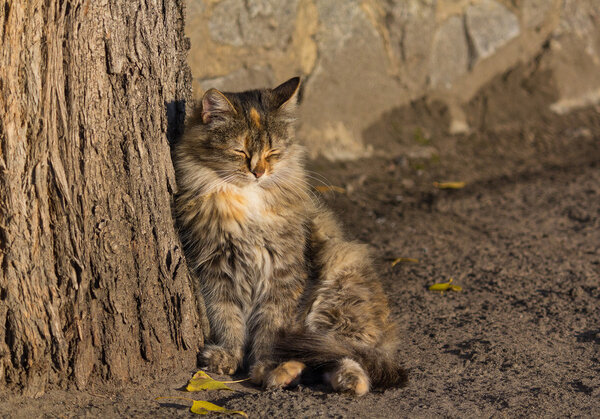 Homeless cat basking in the rays of the autumn sun