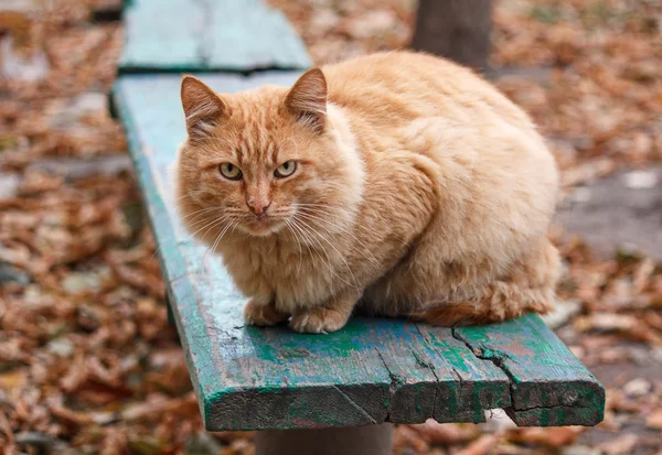 坐在长凳上的严重生姜猫 — 图库照片