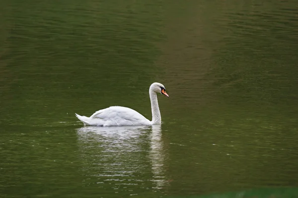 Cisne branco a flutuar num lago rural. Aves — Fotografia de Stock