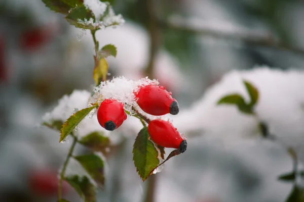 ローズヒップの果実は、雪のクローズ アップで覆われています。冬 — ストック写真