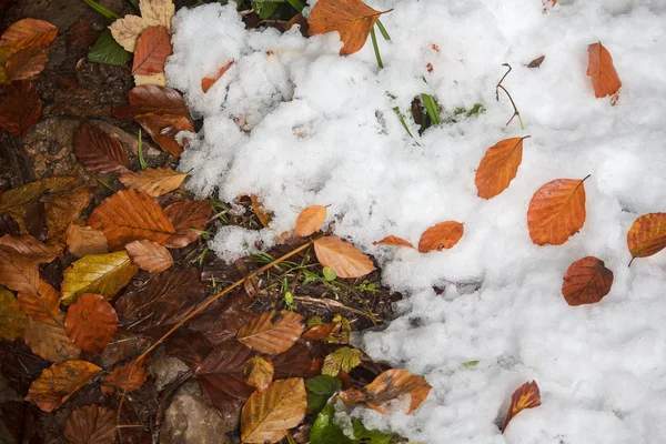 Opadłych liści żółty i biały śnieg. Naturalne podłoże — Zdjęcie stockowe