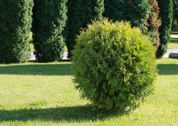 Manicured bush in the garden lit by the sun. Nature — Stock Photo, Image