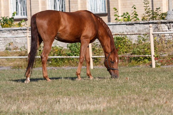 Cavallo bruno al pascolo illuminato dal sole sulla pista — Foto Stock