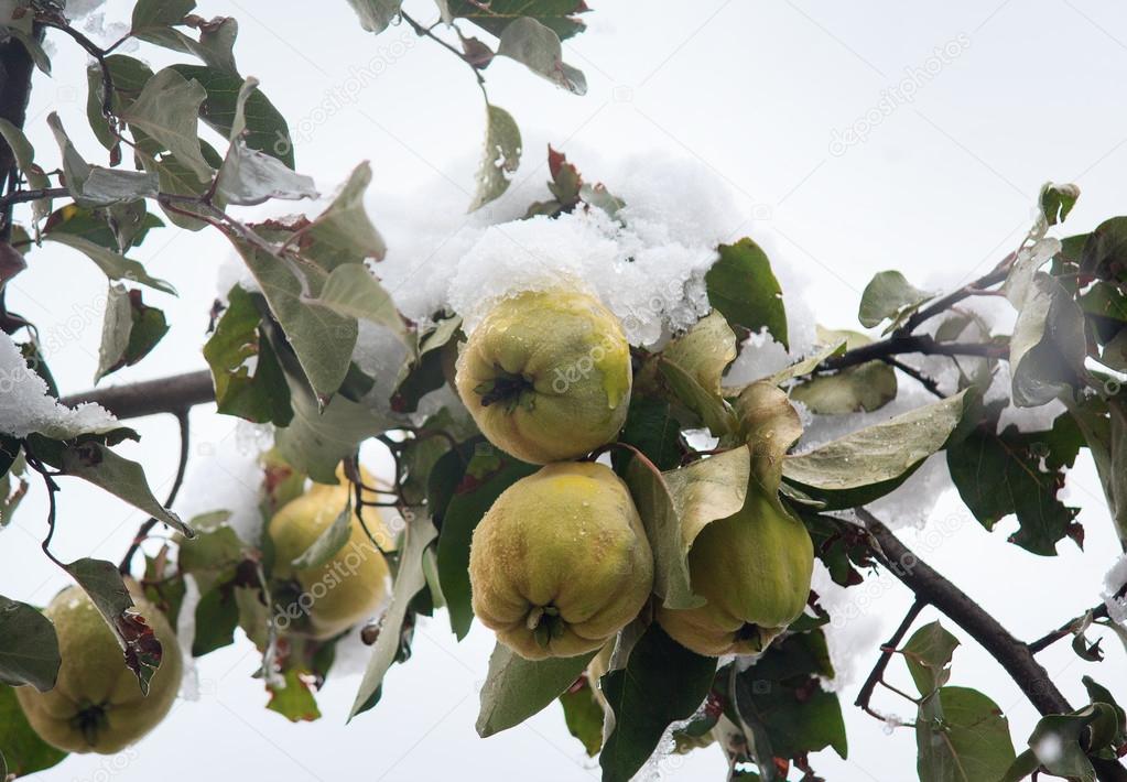 Green pears under the snow in the garden