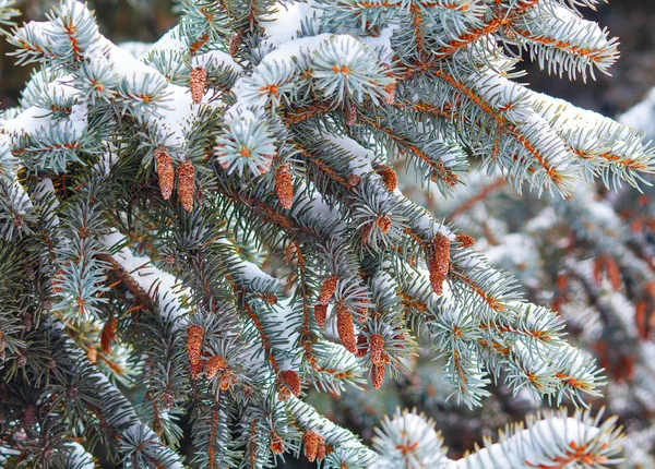 Pine with cones nestled in snow. Nature — Stock Photo, Image