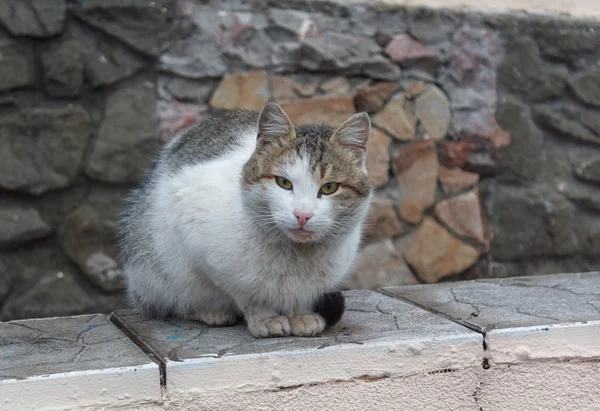 单只无家可归的猫坐在护栏上 — 图库照片