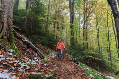 Bir orman yolu yürüyen turist. Seyahatler
