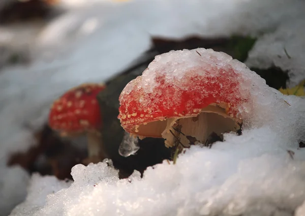 Cogumelo vermelho coberto de gelo e neve. Natureza — Fotografia de Stock