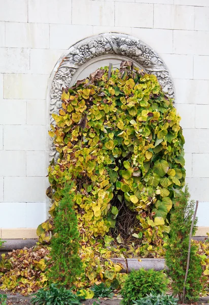 Overgrown con arco de puerta de hiedra en estilo clásico — Foto de Stock