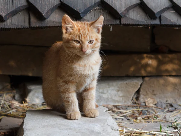 Chaton rouge célibataire assis sur un rocher. Animaux domestiques — Photo