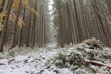 Karlı bir ormandaki ağaçlar düşmüş. Doğa